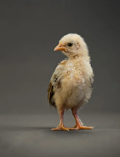 Petite poulette — Photo