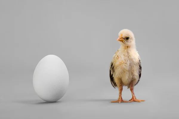 Chick and egg — Stock Photo, Image
