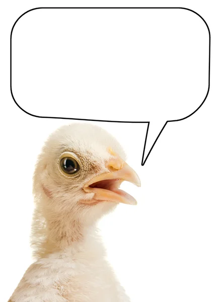 Head chick with speech bubble — Stock Photo, Image