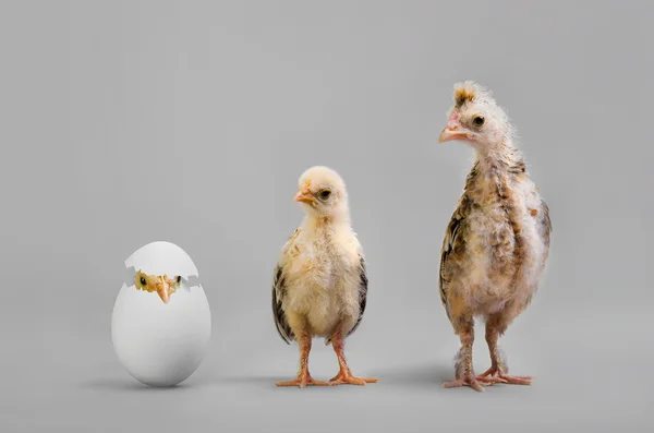 Kuřátka a vejce — Stock fotografie