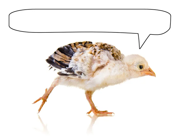 Little chick with speech bubble — Stock Photo, Image
