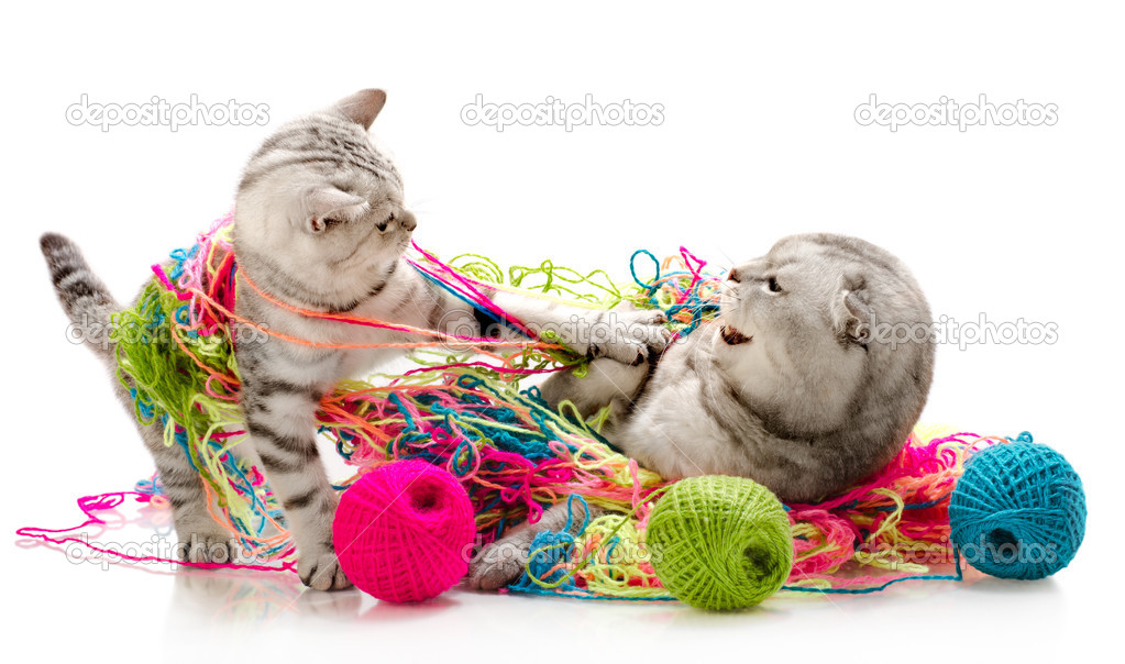 Bataille De Chat Images Libres De Droit Photos De Bataille De Chat Depositphotos
