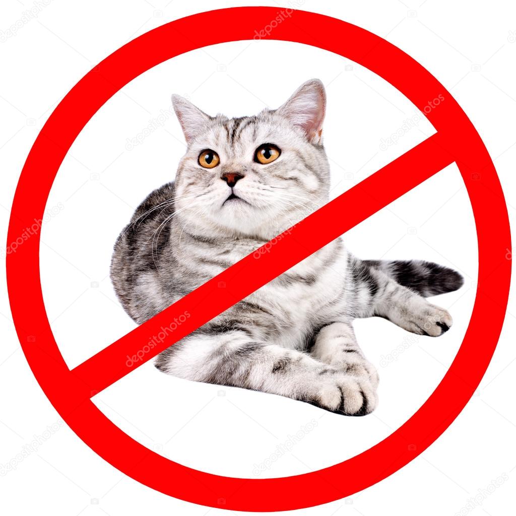 Cat forbidden