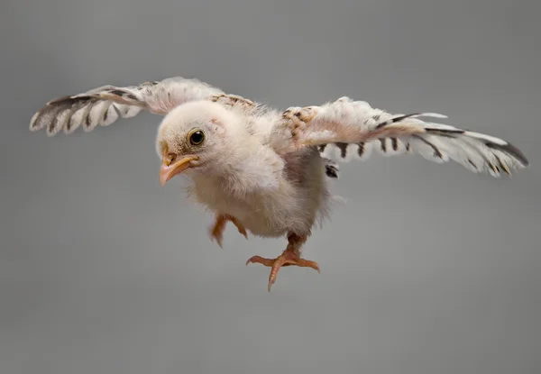 Fågel — Stockfoto