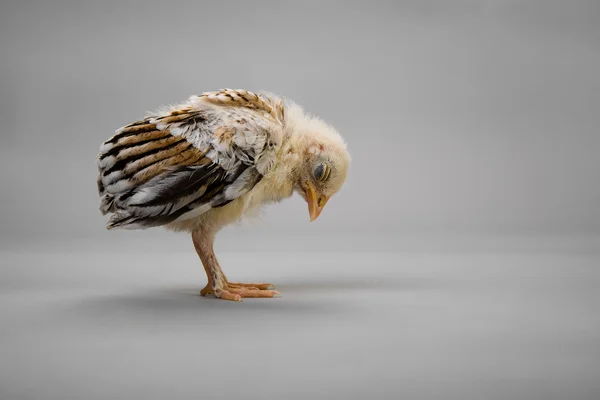 Пташеня — стокове фото