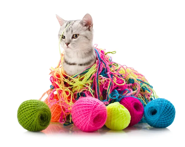 Kitten  with  many multi-coloured clew — Stock Photo, Image