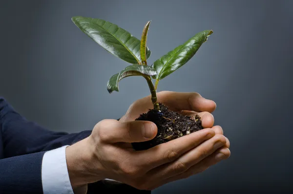 Handen met scion rubber plant — Stockfoto