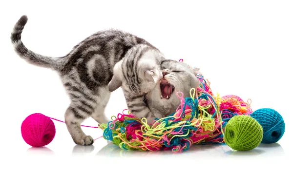 Tussle pequeno gatinho com gato adulto — Fotografia de Stock