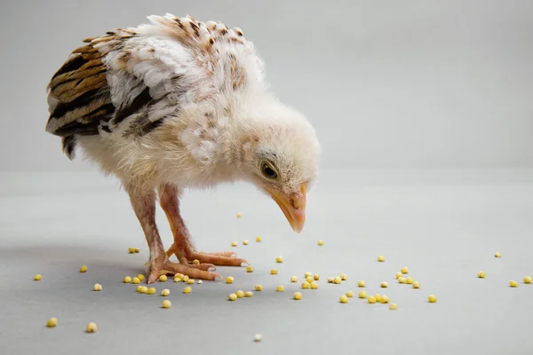 Head chick pick granule forage — Stock Photo, Image