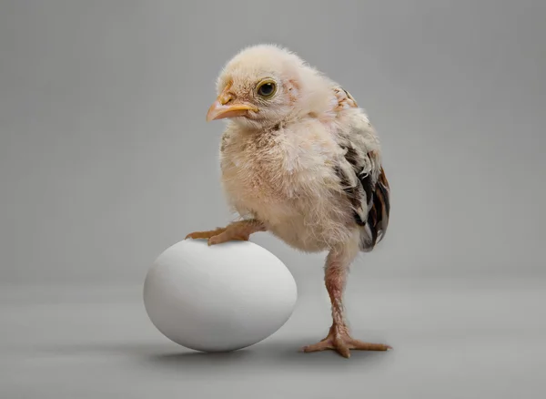 Chick and egg — Stock Photo, Image