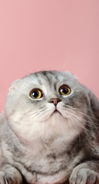 Yetişkin kedi bak