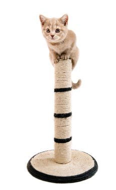 Yavru kedi