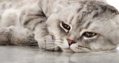 Yetişkin kedi