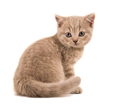 Yavru kedi
