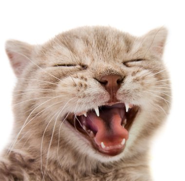 Yavru kedi