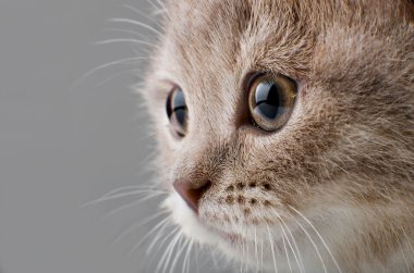 Yavru kedi