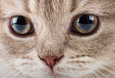 Yavru kedi