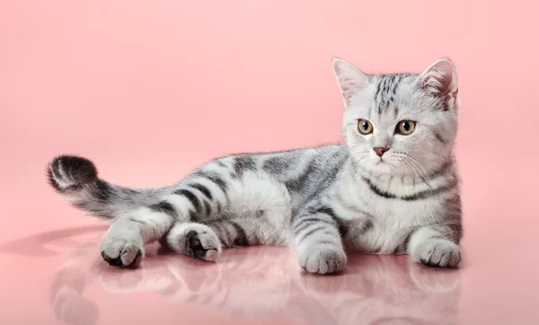 Kitten — Stock Photo, Image