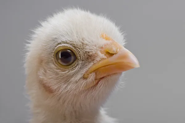 Head chick — Stock Photo, Image