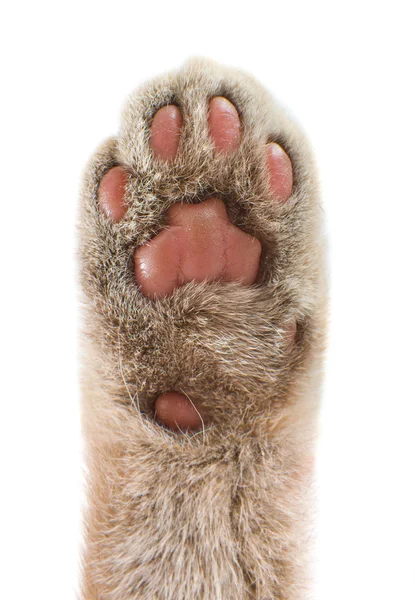 Paw cat up — Stock Photo, Image