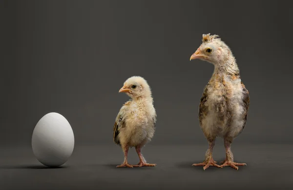 Chicks and egg — Stock Photo, Image