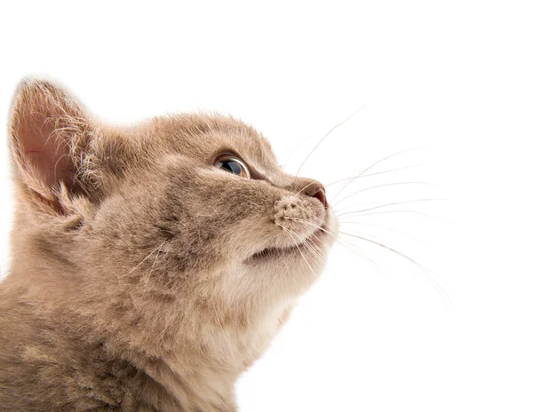 Gatinho — Fotografia de Stock