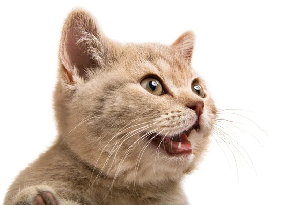 Kitten — Stock Photo, Image