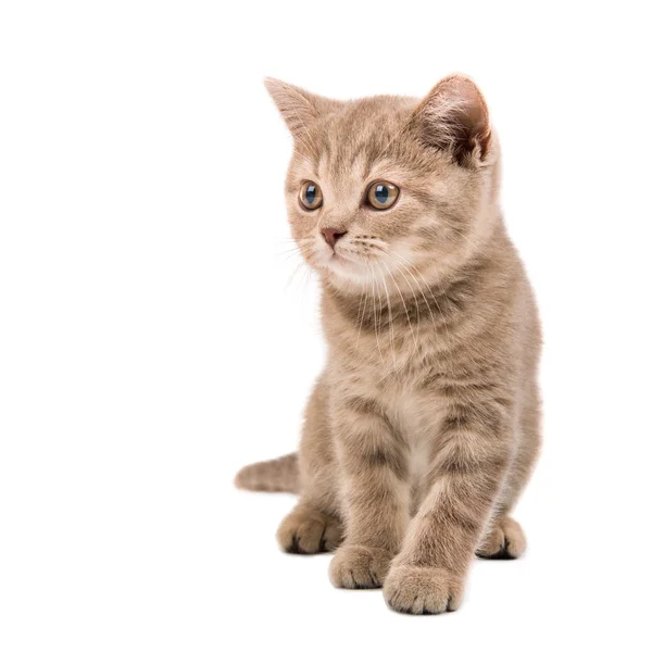 Kitten — Stock Photo, Image