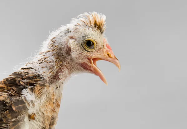 Chick. —  Fotos de Stock