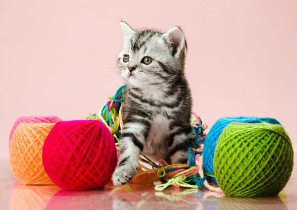 Çok renkli clew ile yavru kedi — Stok fotoğraf