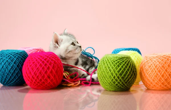 Kitten with multi-coloured clew — Stock Photo, Image