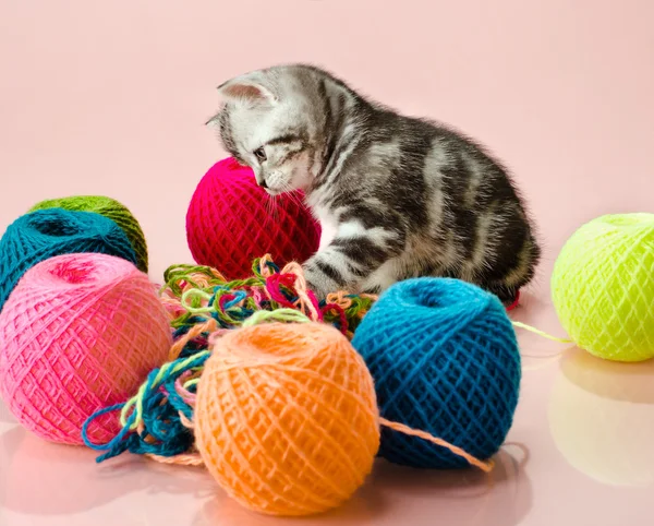 Kattunge med flerfärgad clew — Stockfoto