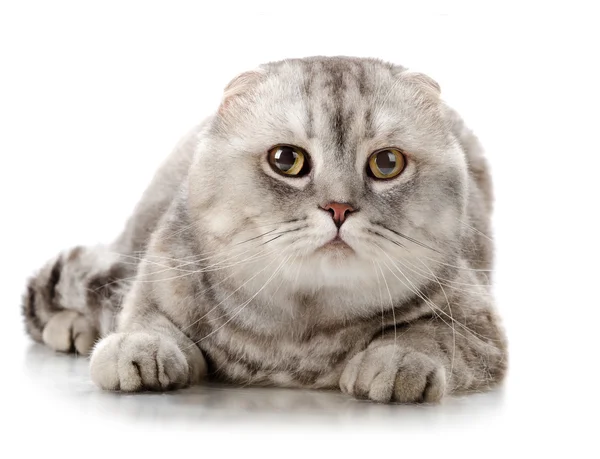 Adult cat — Stock Photo, Image