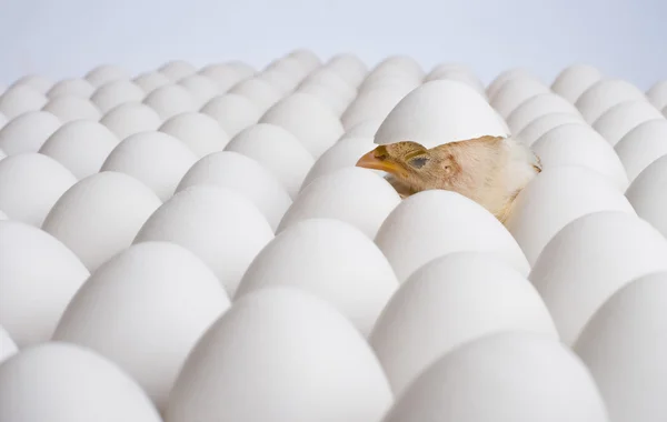 Chicken nestling on many hen's-eggs — Stock Photo, Image