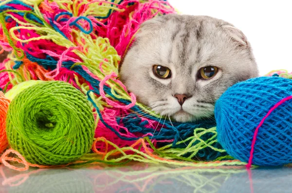 Kat met veel multi gekleurde schoothoek — Stockfoto