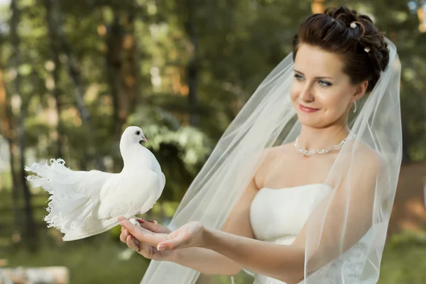Fiancee with white  pigeon — Stock Photo, Image