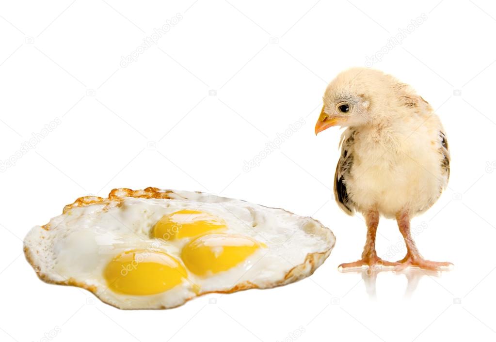 Hicken nestling and hen's-eggs
