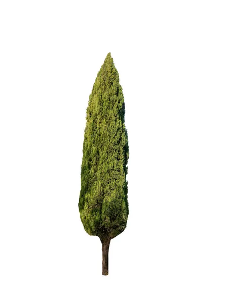 Ensam Grönt Träd Vit Bakgrund Isolerad — Stockfoto