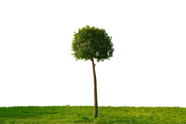 Grünes Feld Mit Jungen Einsamen Baum Auf Weißem Hintergrund Isoliert lizenzfreie Stockfotos