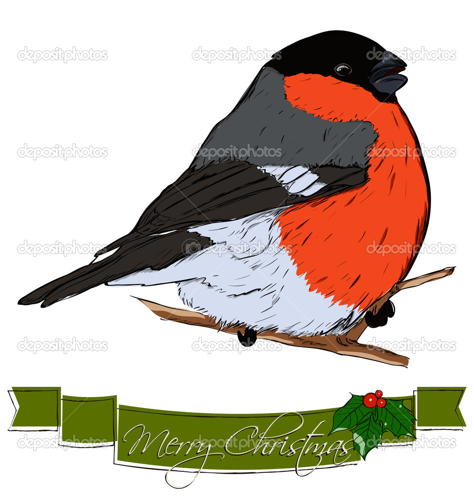 Christmas card with bullfinch.