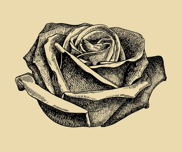 Κλήρωση χέρι σκίτσο τριαντάφυλλο — Διανυσματικό Αρχείο