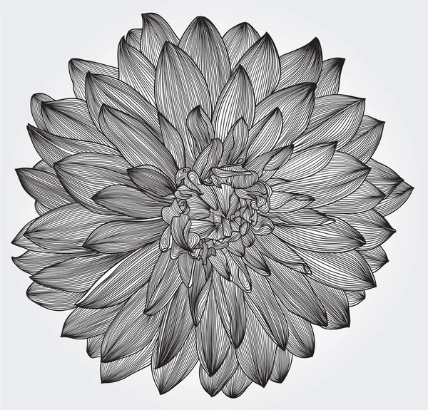 Inkt tekening van zwarte dahlia bloem, element voor uw ontwerp — Stockvector