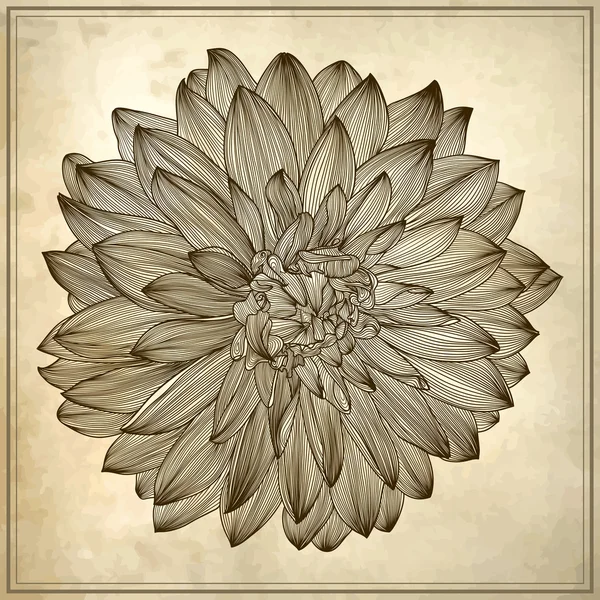 Dessin de fleur de dahlia sur fond de grunge — Image vectorielle