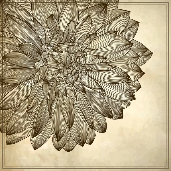 Tekening van dahlia bloem op grunge achtergrond — Stockvector