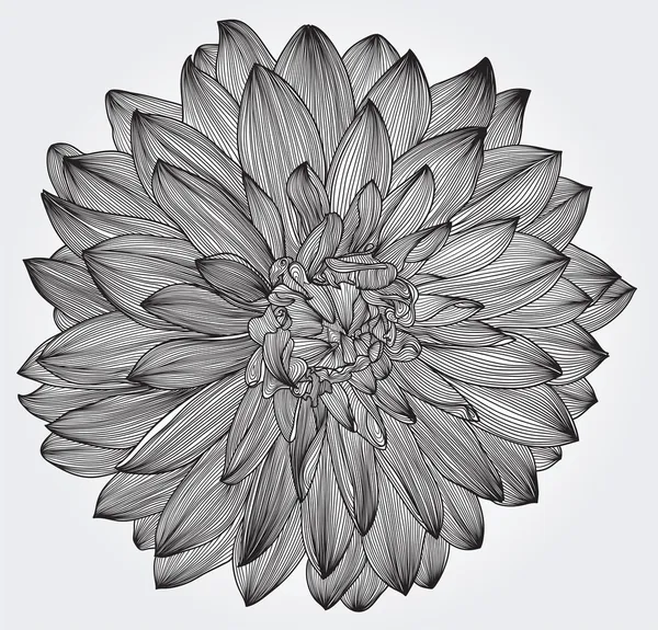Gambar tinta bunga dahlia hitam, elemen untuk desain Anda - Stok Vektor