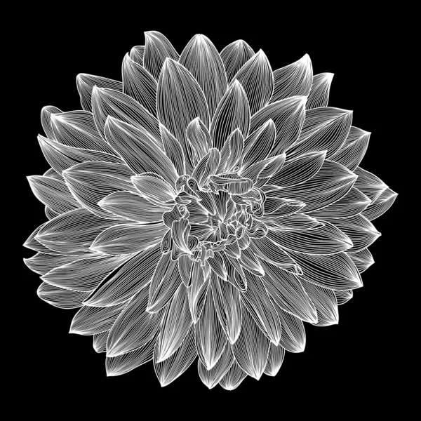 Dibujo blanco y negro de la flor de dalia — Archivo Imágenes Vectoriales