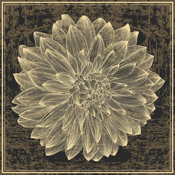 Tekening van dahlia bloem op grunge achtergrond — Stockvector