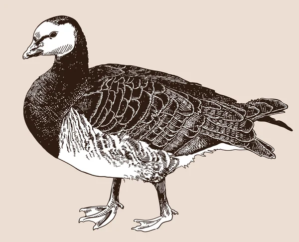 Digitale tekening van Brandgans (Branta leucopsis) — Stockvector