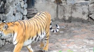 Kaplan tarafından çit.