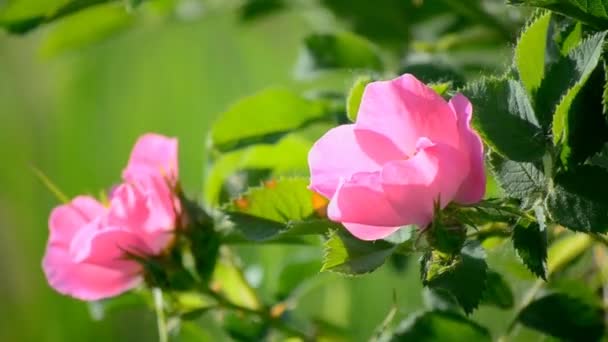 Дикая роза на зеленом фоне — стоковое видео